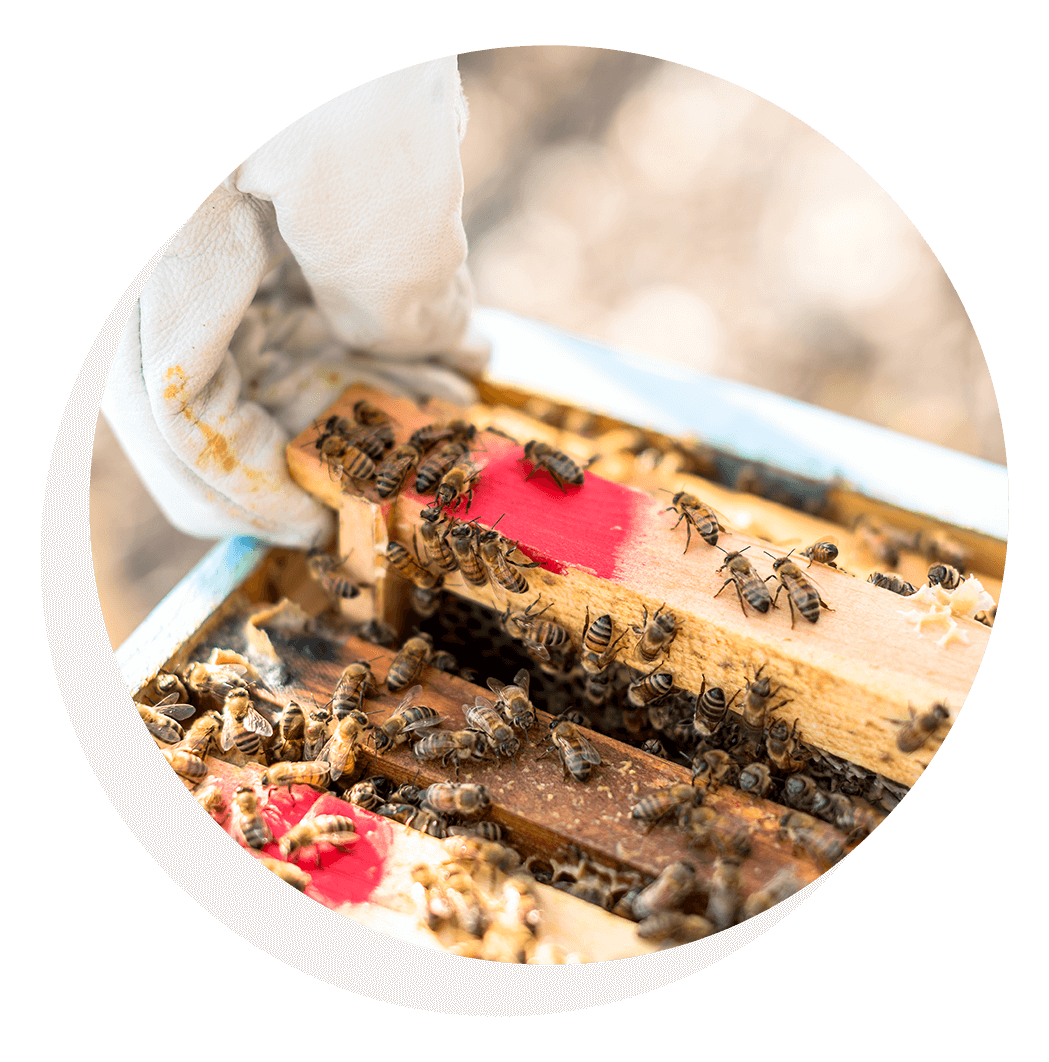 A close up image of beekeeper investigating hive tray.