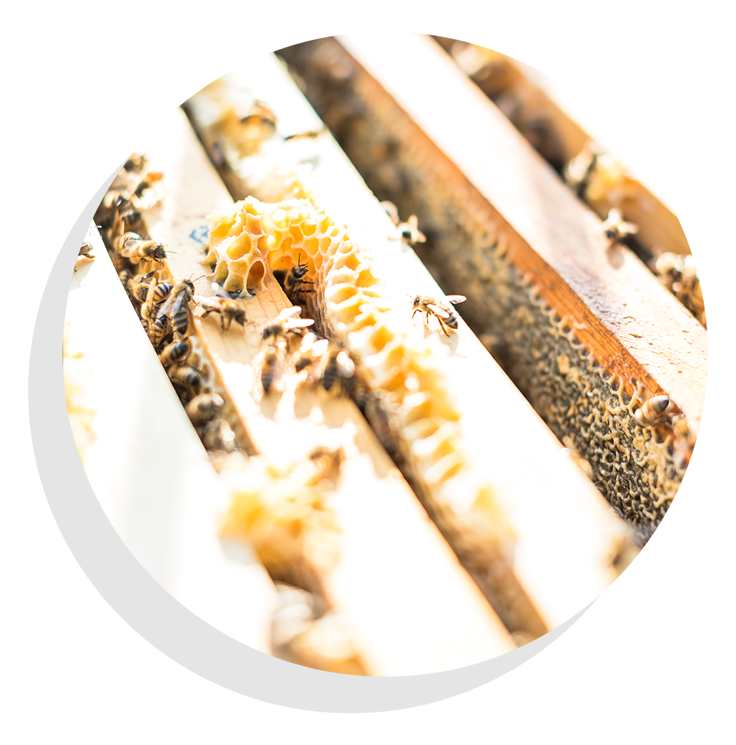 Close-up image of bees inside a hive building honeycomb.