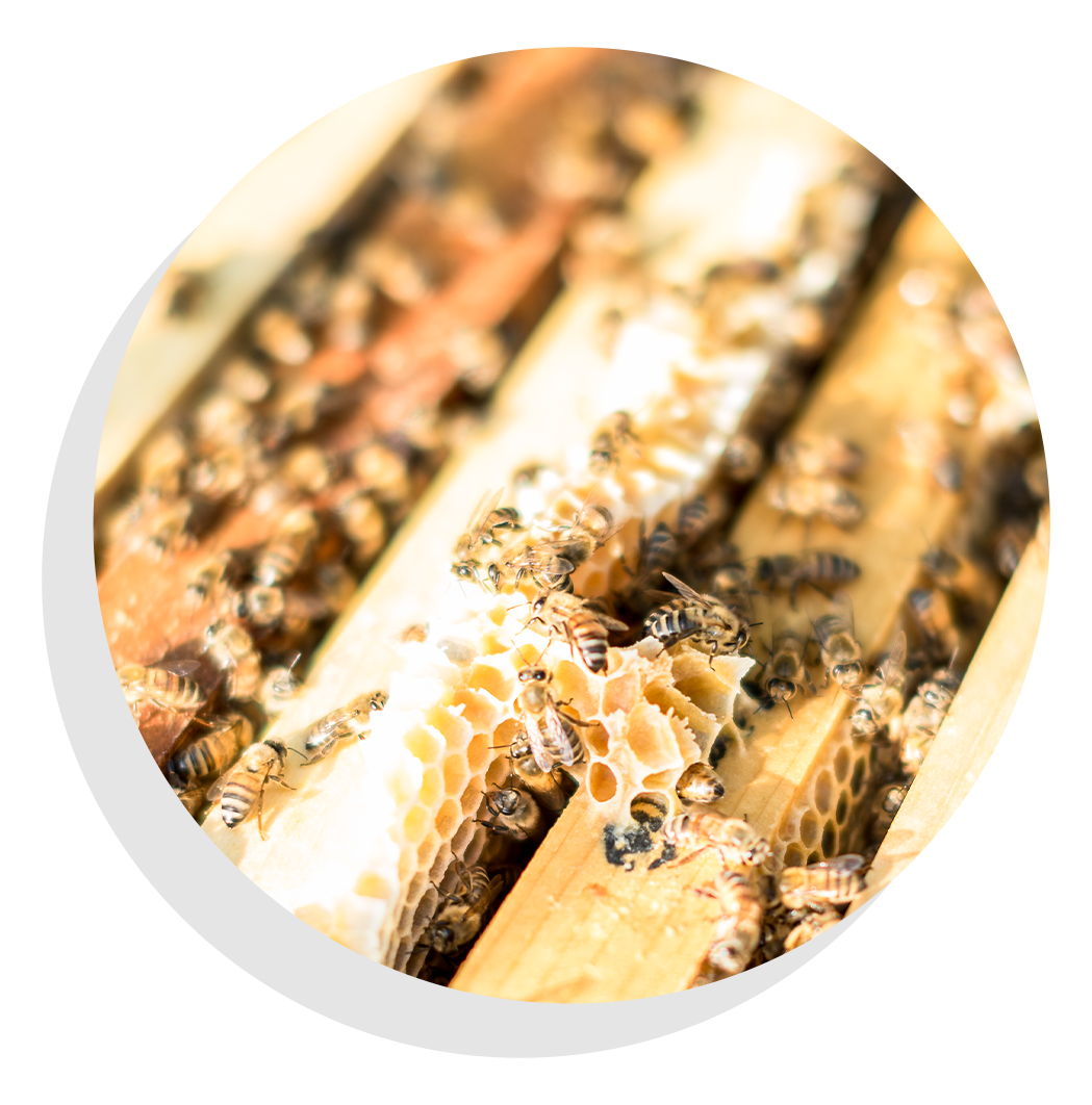 Close-up image of bees inside a hive building honeycomb.