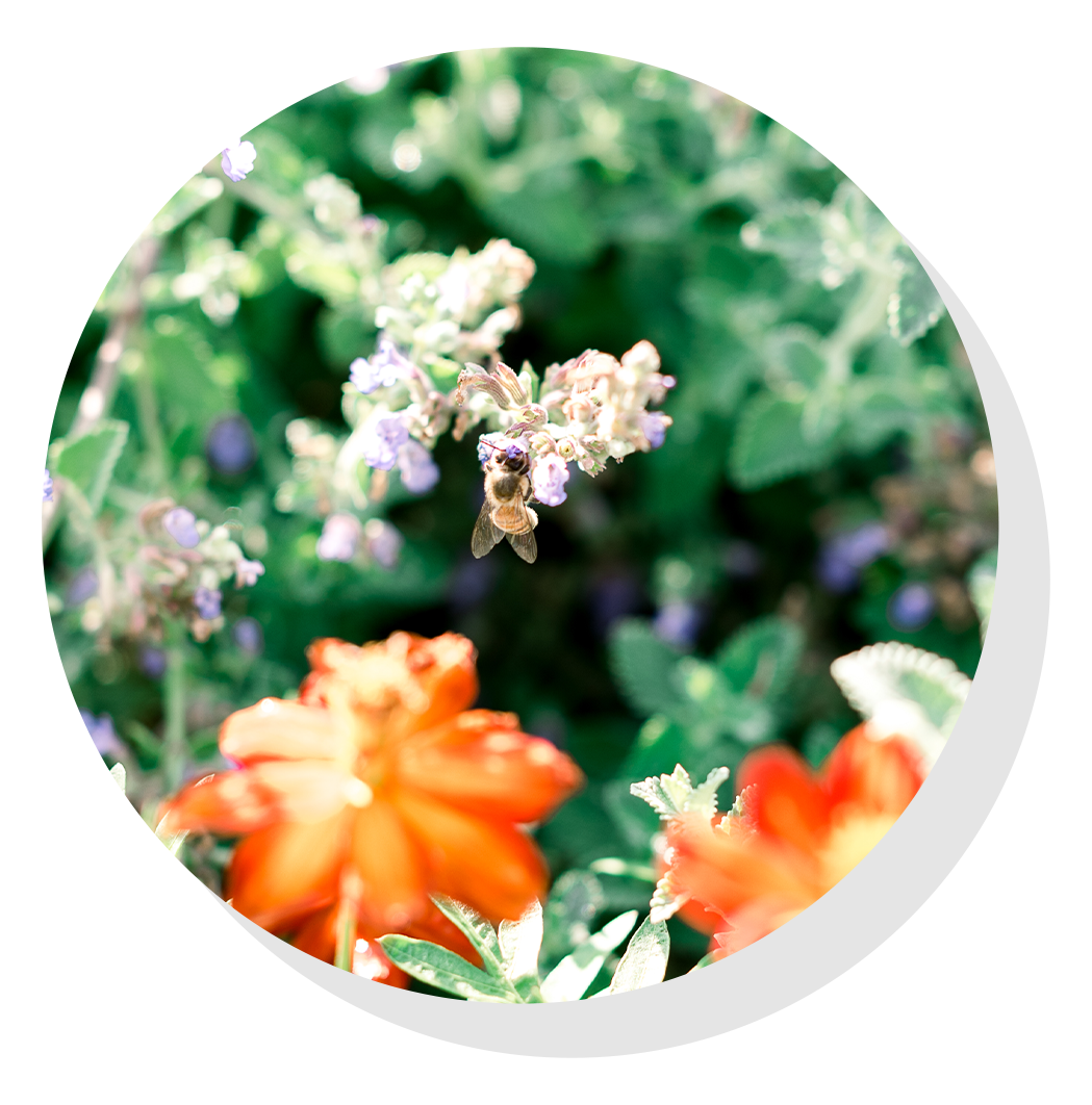 Bee on purple flower.