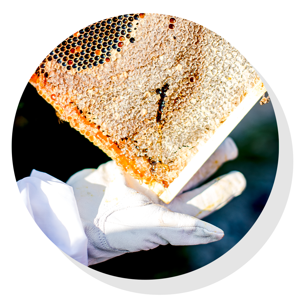 Beekeeper holding hive tray.