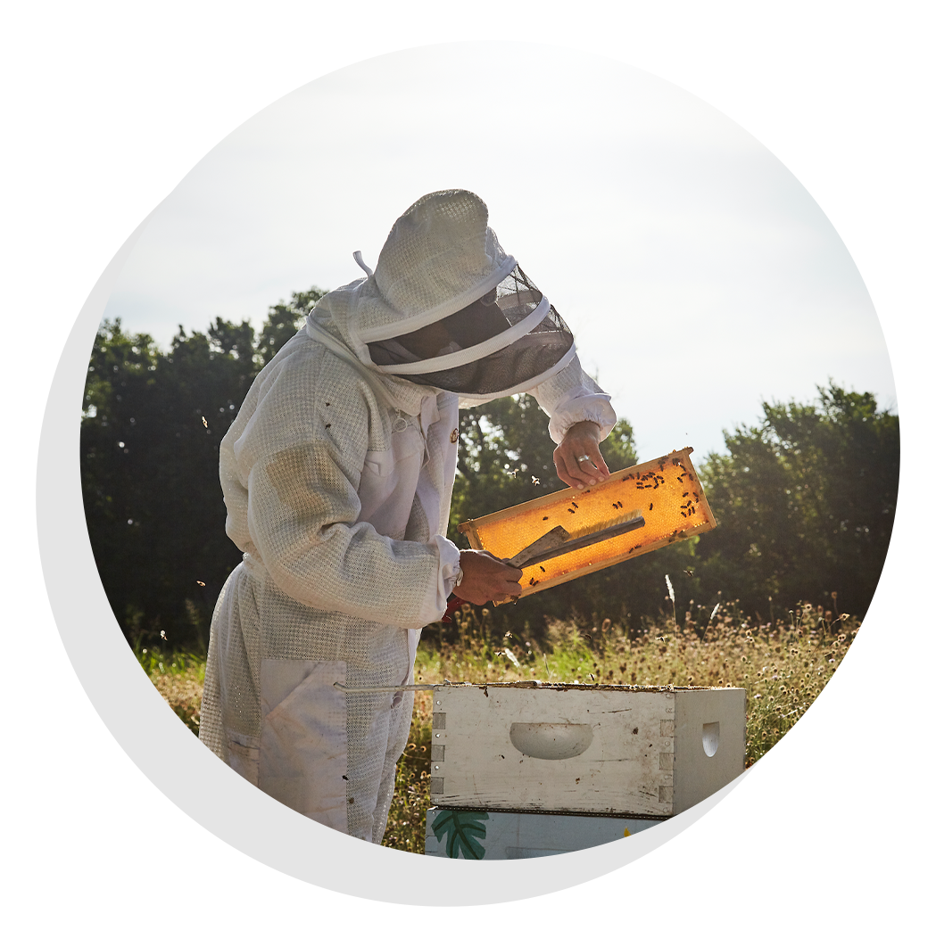 Beekeeper in protective gear inspecting honeycomb filled with bees.