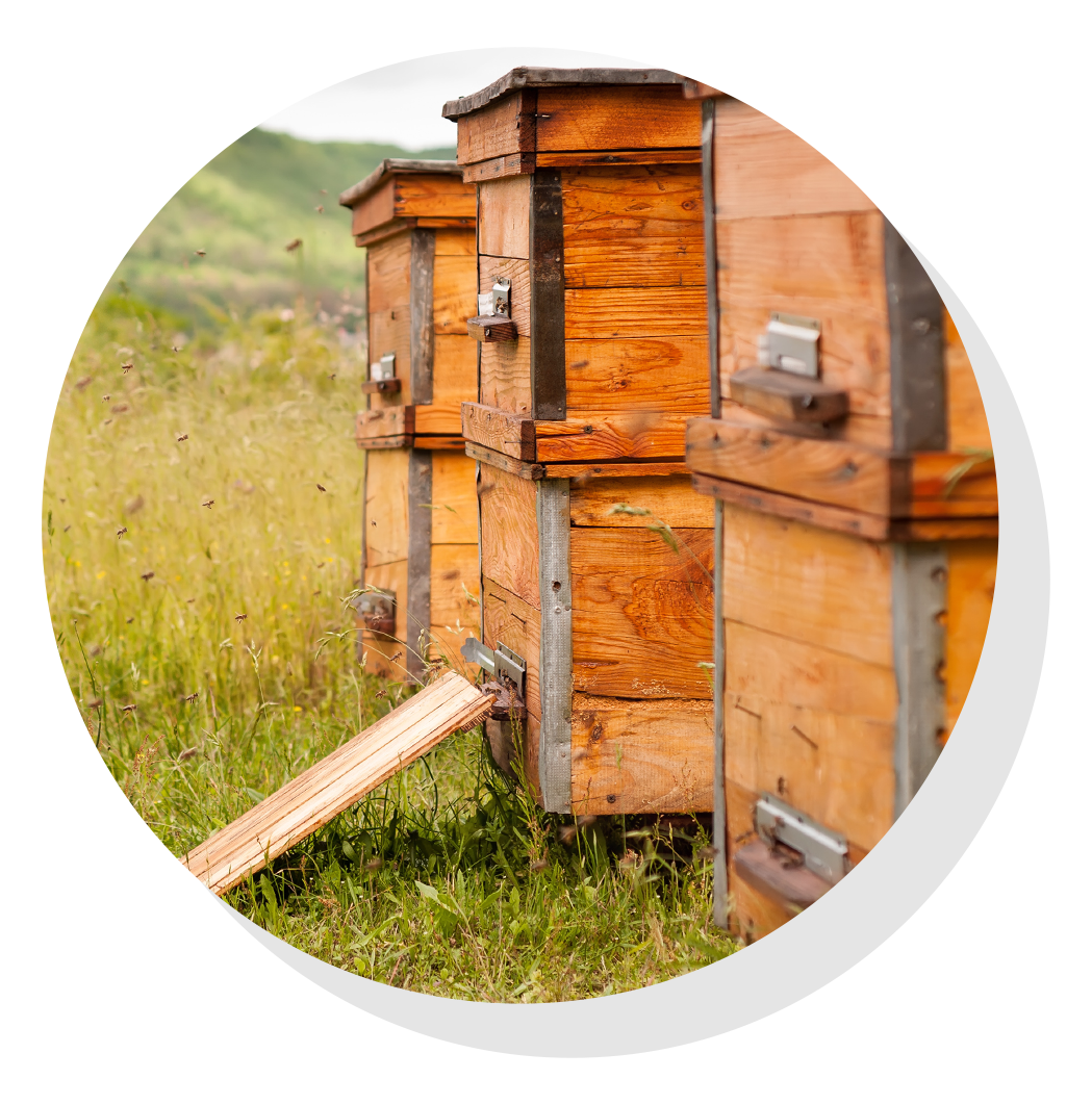Wooden bee hives with bees flying around them in grass field.