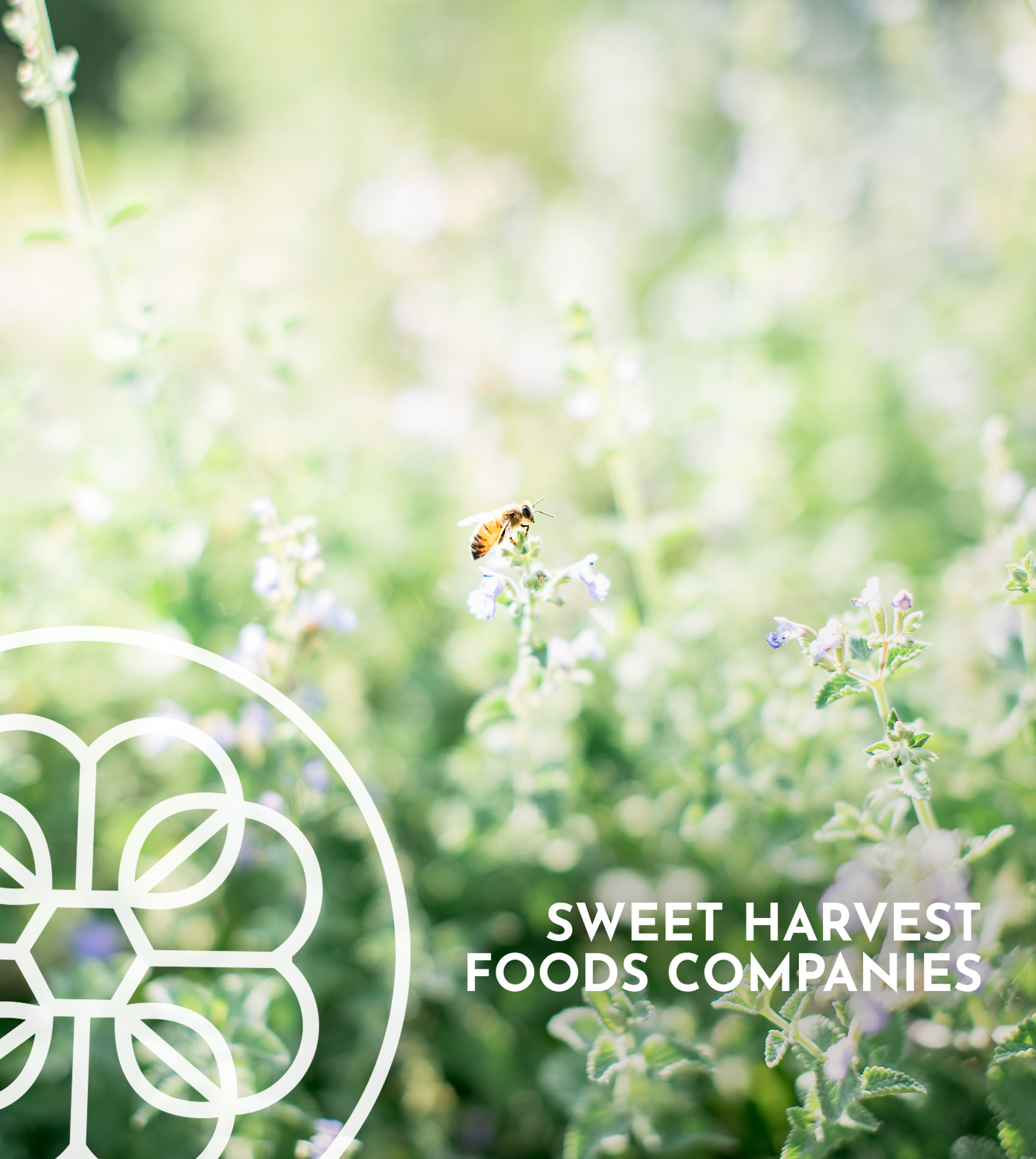 A bee hovers over a floral field with the Sweet Harvest Foods Companies logo overlay