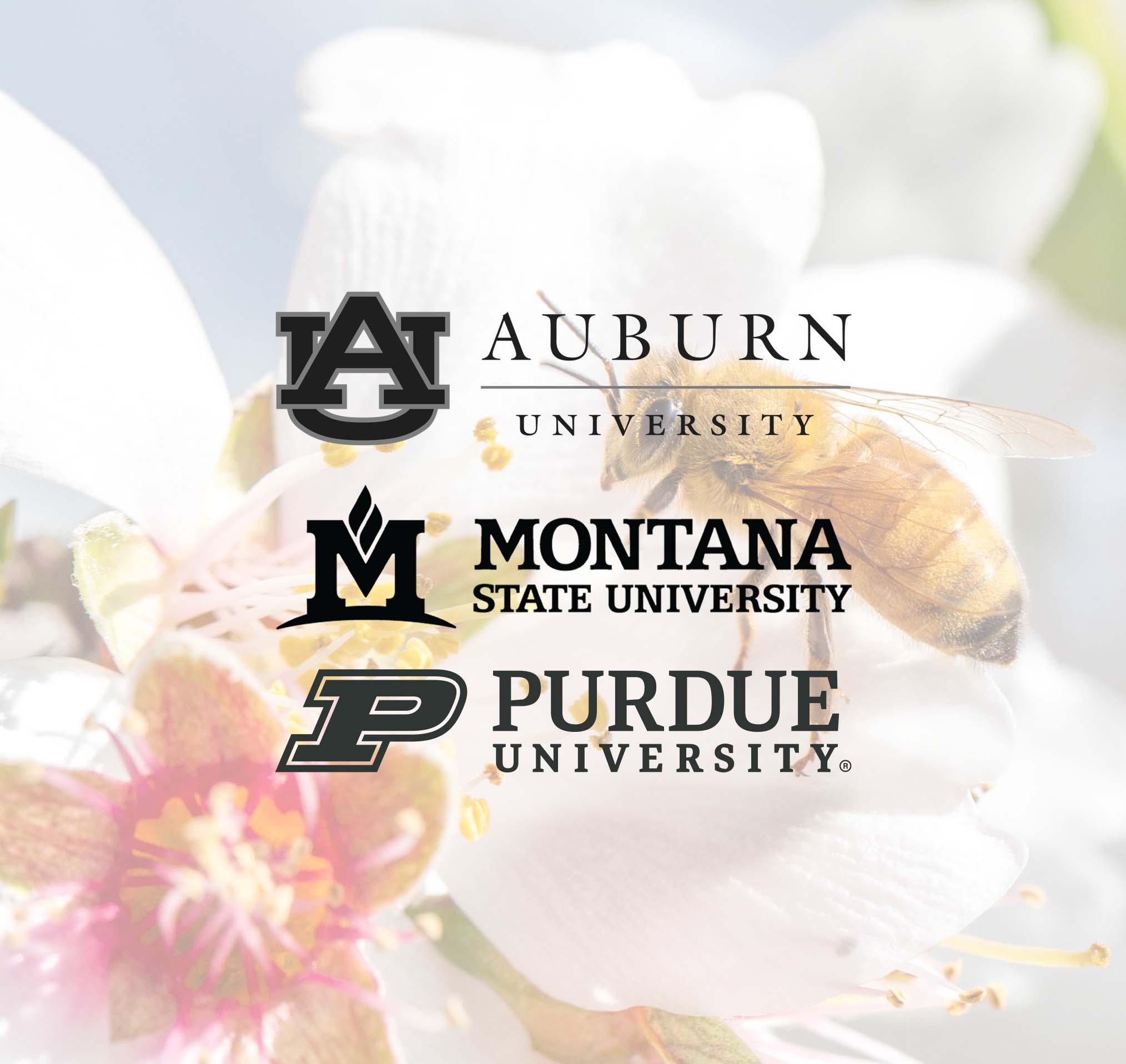 Logos of Auburn University, Montana State University, and Purdue University overlaid on an image of a honey bee on a white flower