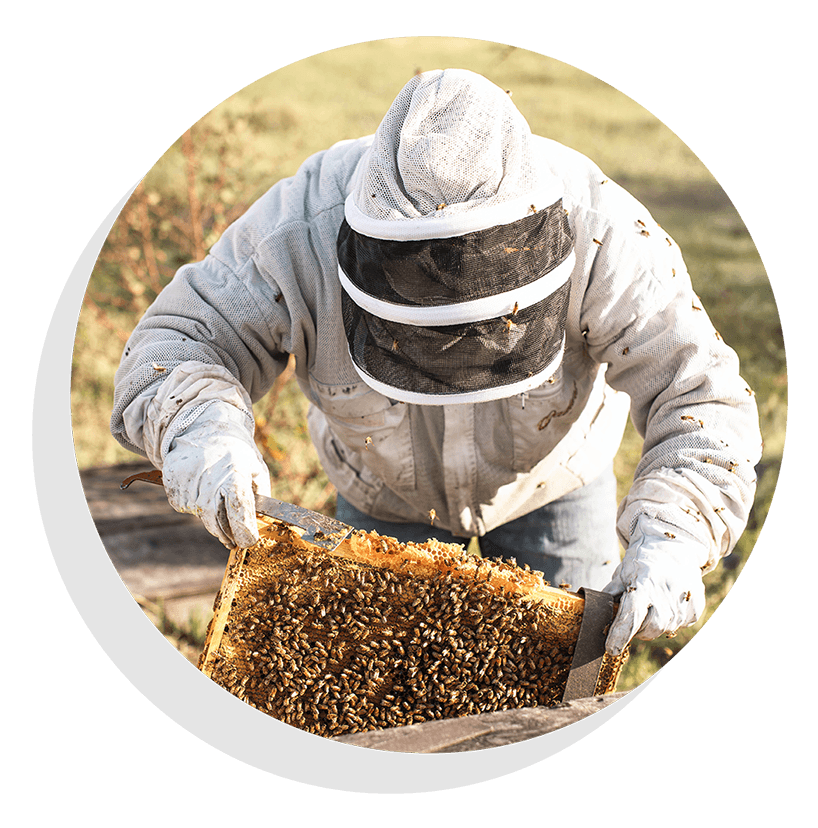 Beekeeper working on hive box.
