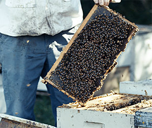 A beekeeper holding a honeycomb frame densely populated with bees, working at a beehive in an outdoor setting.